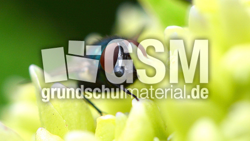 Schmeißfliege (2).jpg